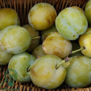 Prunus dom. ´Oullins Reine Claude´ Podet på St. Julien