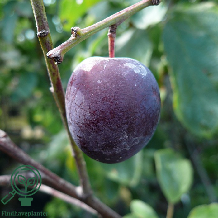 Prunus dom. ´Rivers Early Prolific´