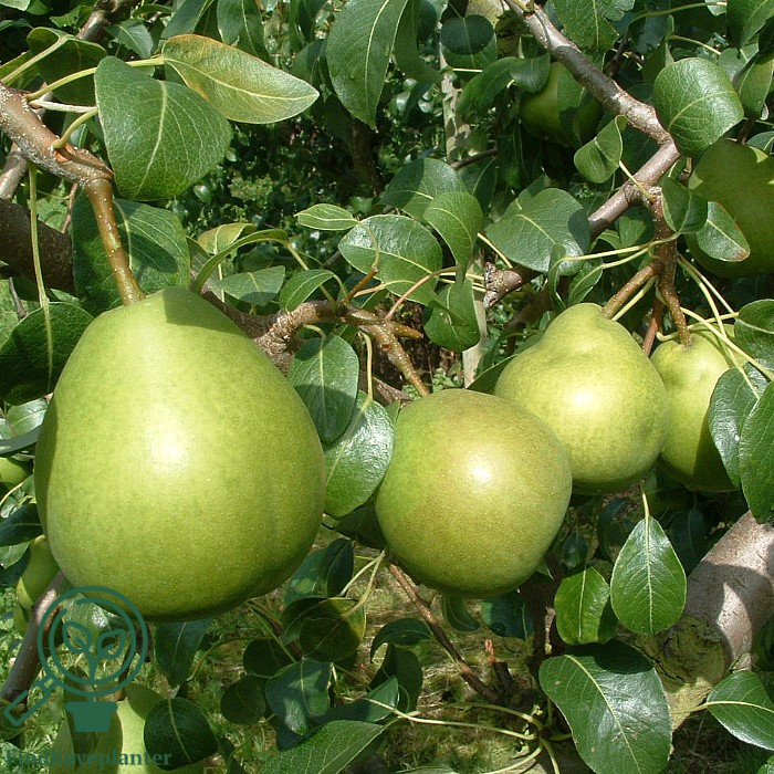 Pyrus com. ´Clara Frijs´ Podet på kvæde A