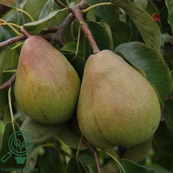 Pyrus com. ´Doyenne du Comice´ Podet på Kvæde A