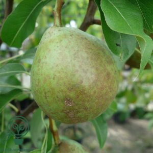 Pyrus com. ´Herrepære´ Podet på kvæde A