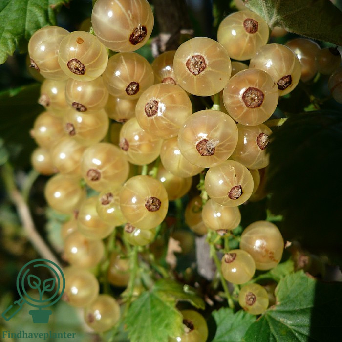 Ribes rub. ´Hvid Hollandsk´