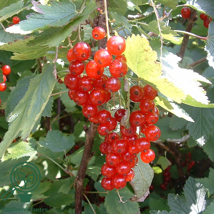 Ribes rub. ´Stanza´
