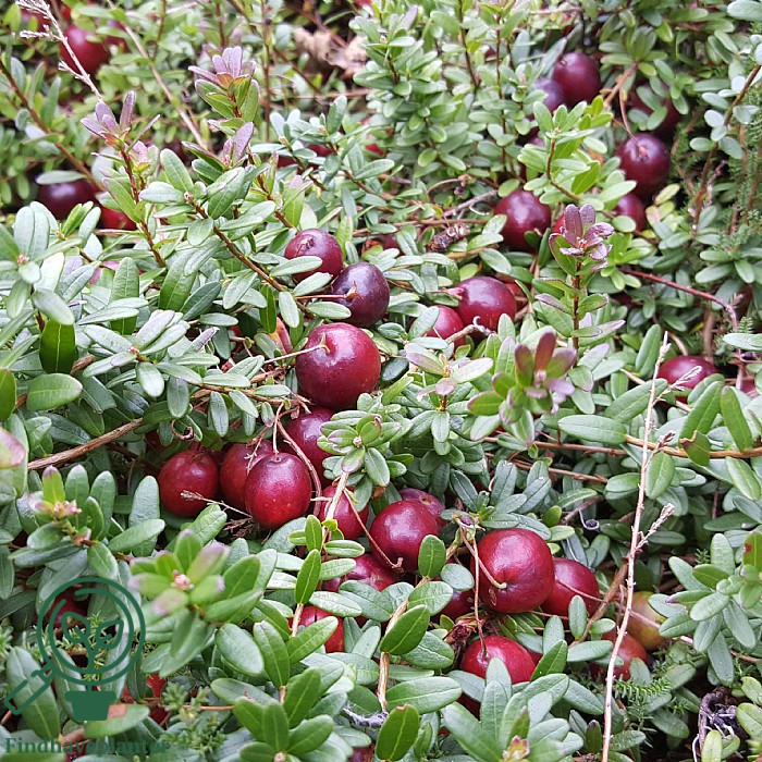 Vaccinium macrocarpon