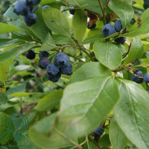 Vaccinium cor. ´Goldtraube´ Amerikansk  Blåbær Busk C5,0 Busk