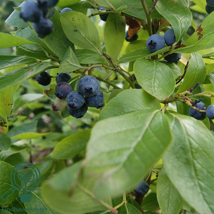 Vaccinium cor. ´Goldtraube´ Amerikansk Blåbær Busk C5,0 Busk
