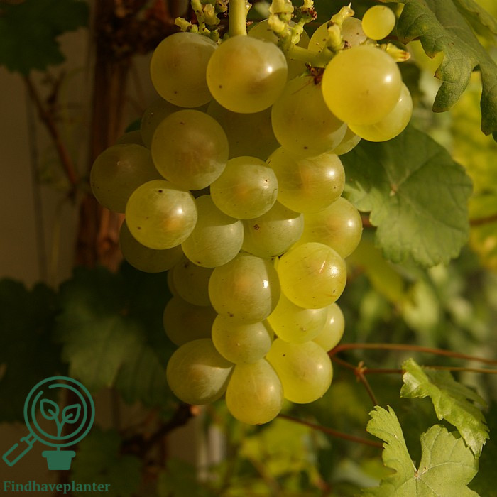 Vitis ´Aurora´