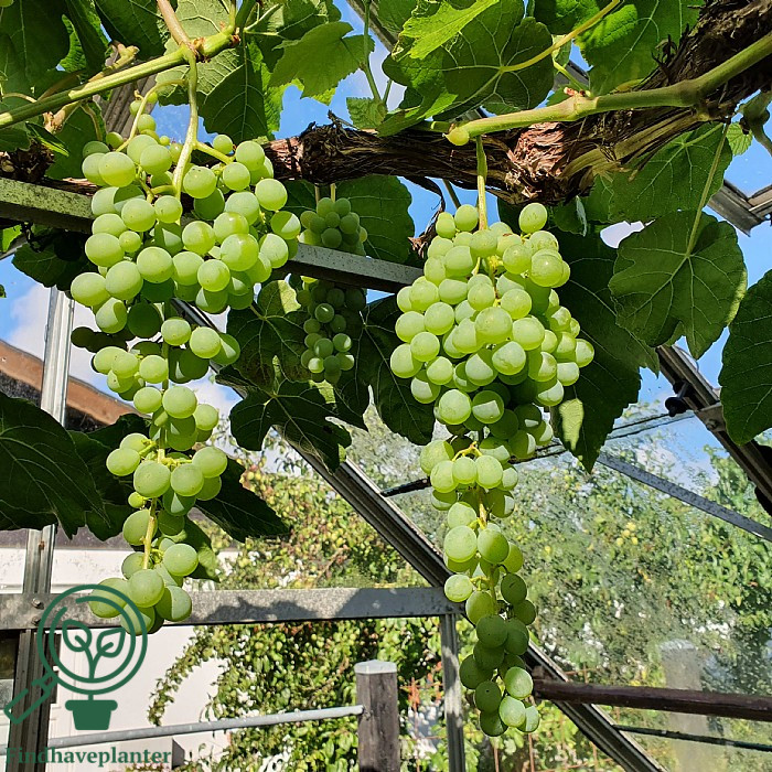 Vitis ´Himrod´