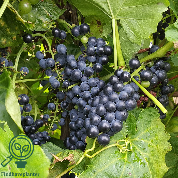 Vitis ´Schuyler´