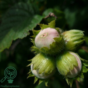 Corylus max. ´Halleske Kæmpe´ C10 Busk