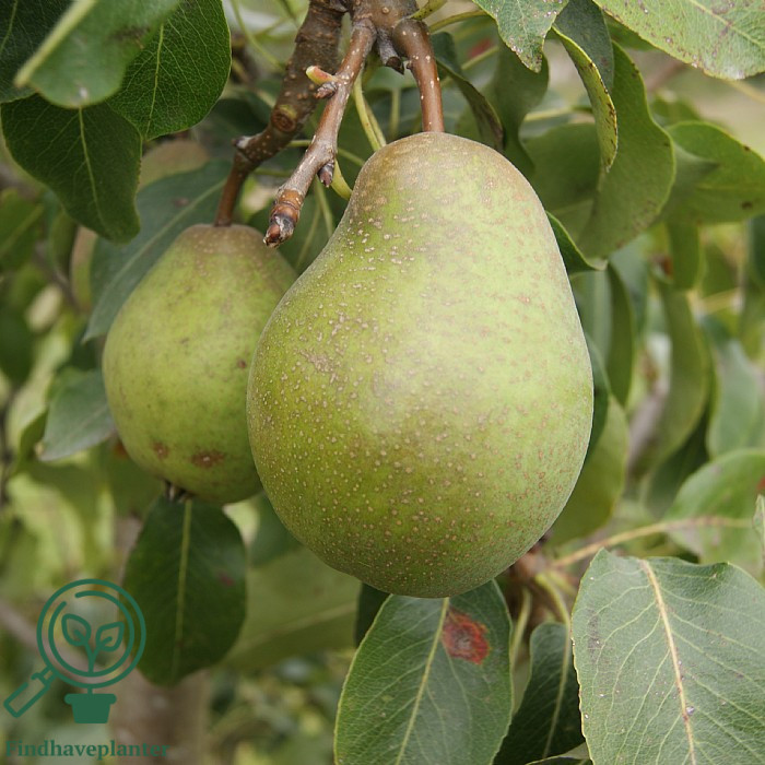 Pyrus com. ´Grev Moltke´