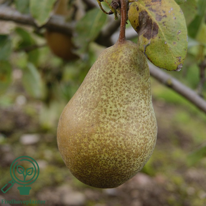 Pyrus com. ´Anna´