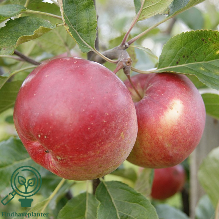 Malus dom. ´Ritt Bjerregaard´