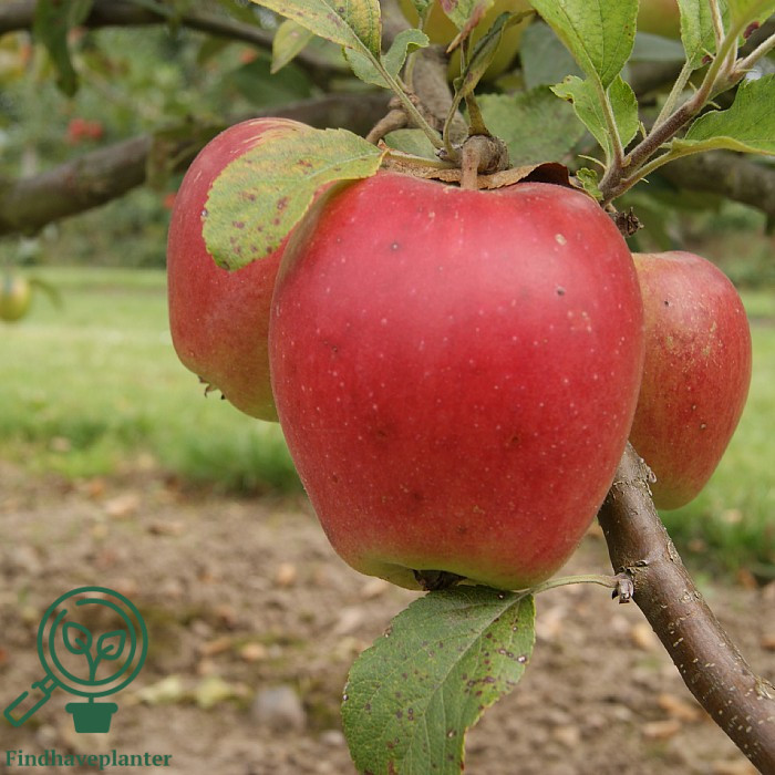 Malus dom. ´Retina´ Podet på M26