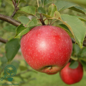 Malus dom. ´Aroma´ Podet på M106