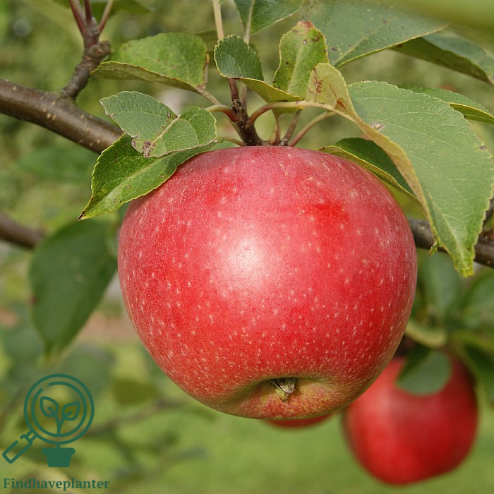Malus dom. ´Aroma´ Podet på M106