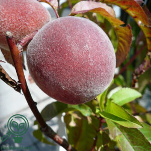 Prunus persica ´Benedicte´ 2 år