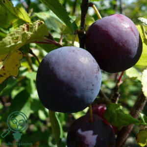 Prunus dom. `Czar` Podet på St. Julien