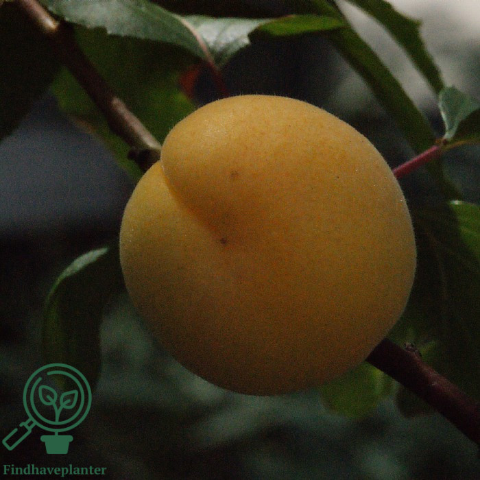 Prunus arm. ´Hargrand´