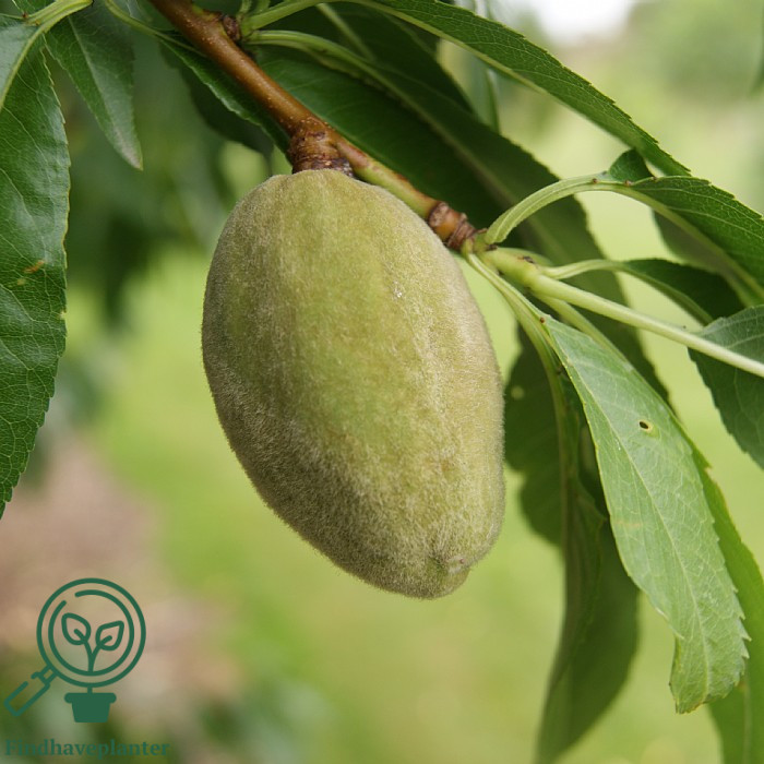 Prunus dulcis ´Dürkheimer Krackmandel´