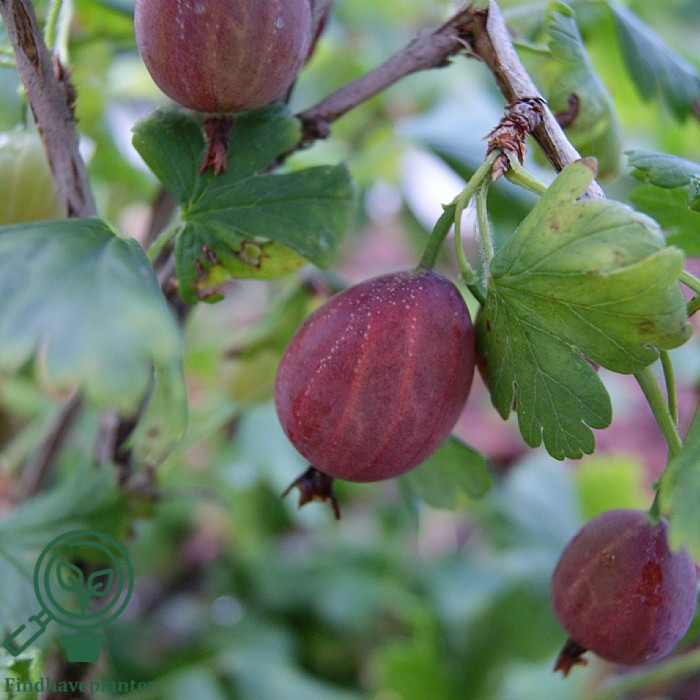 Ribes uva. ´Captivator´