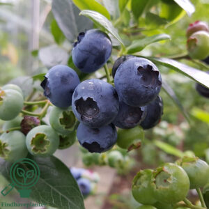Vaccinium cor. ´Reka´. New Zealandsk Blåbær