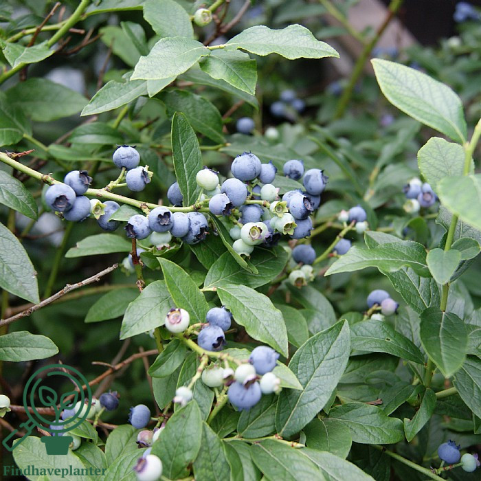 Vaccinium angustifolium ´North Country´. Blåbær-hybrid/Amerikansk Blåbær