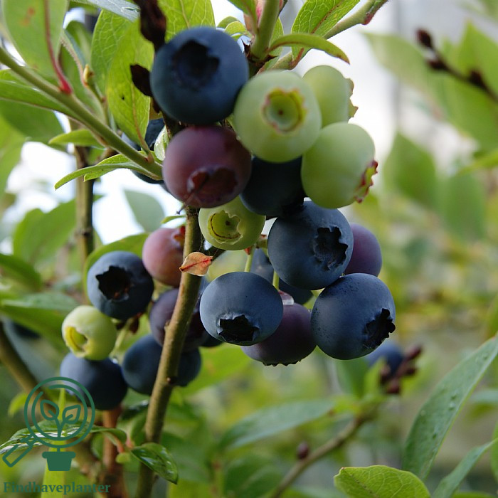 Vaccinium cor. ´Liberty´. Amerikansk Blåbær