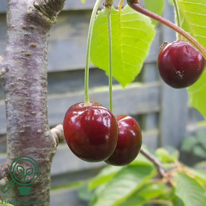 Prunus avi. ´Hedelfinger´ Podet på Alkavo