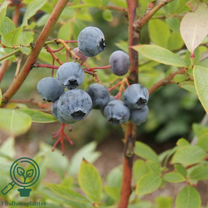 Vaccinium cor. ´Duke´. Amerikansk Blåbær