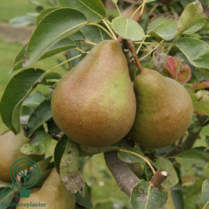 Pyrus com. ´Pierre Corneille´ Podet kvæde A