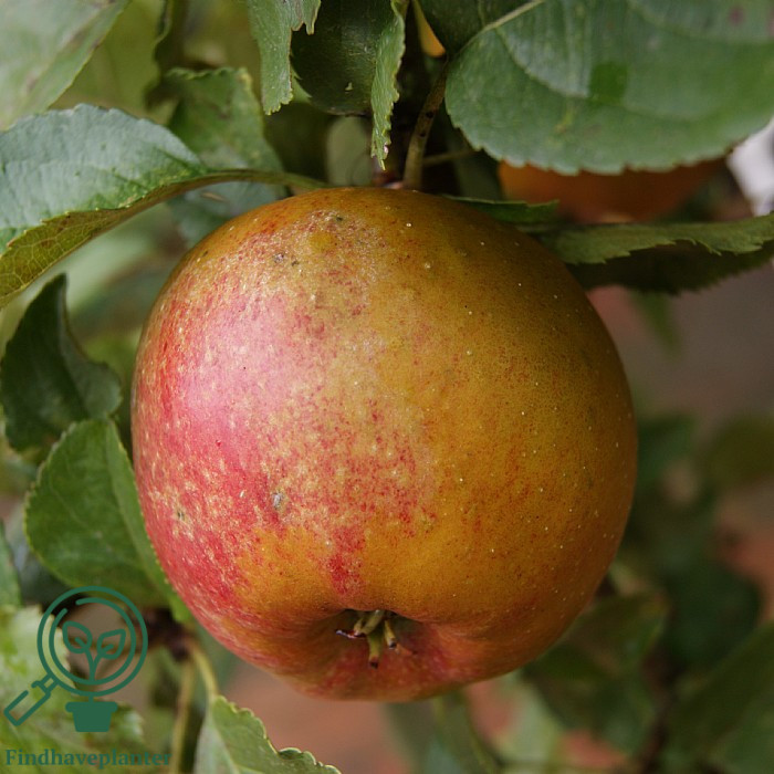Malus dom. ´Belle de Boskoop´