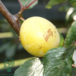 Prunus ´Aprimira´. Abrikosmirabelle podet på Wavit