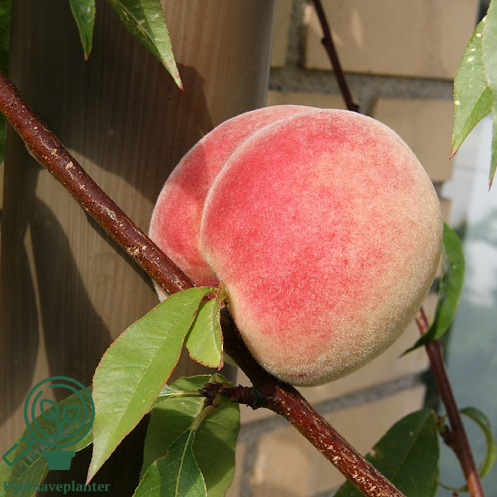 Prunus persica ´Revita´