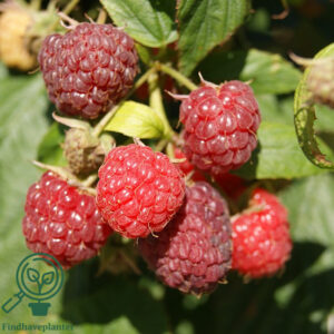Rubus ida. ´Aroma Queen´. Efterårshindbær (Opbundet) C2,0 Busk
