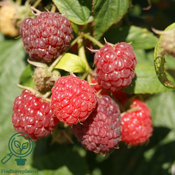 Rubus ida. ´Aroma Queen´. Efterårshindbær (Opbundet) C2,0 Busk