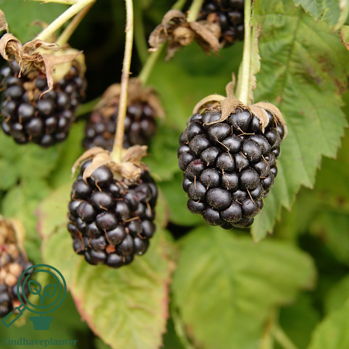 Rubus ursinus x ida. ´Thornles Boysenberry´