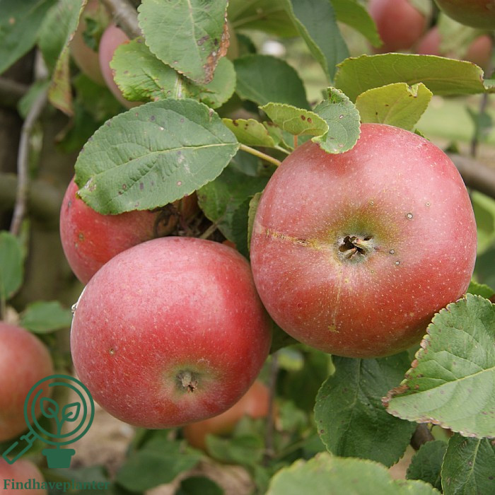 Malus dom. ´Rød Aroma´