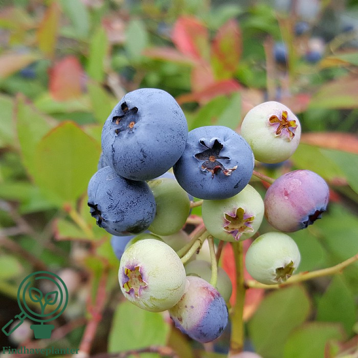 Vaccinium cor. ´Elisabeth´. Amerikanske Blåbær