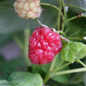Rubus ida. ´Sugana Twotimer´ Hindbær (Opbundet)