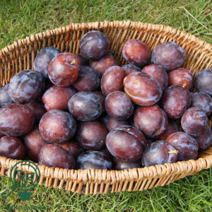 Prunus dom. ´Herman` Podet på st. Julien