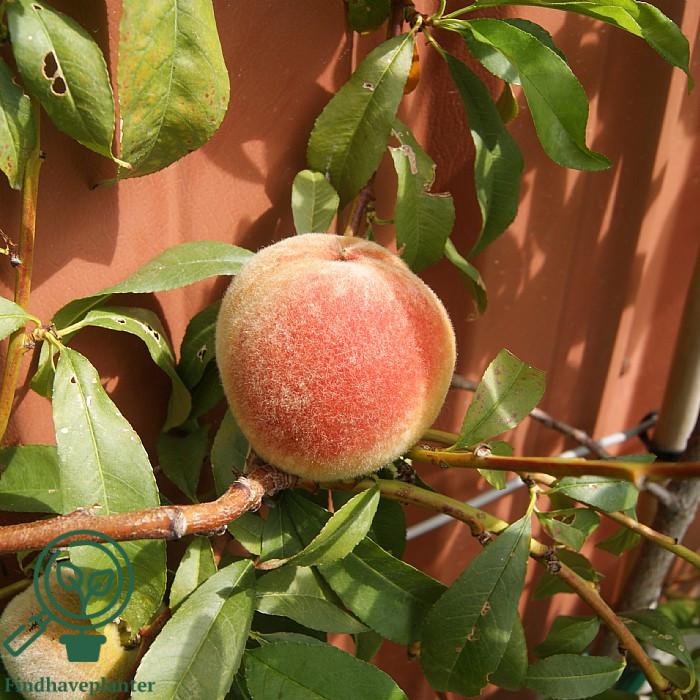Prunus persica ´Frost´