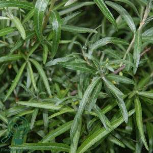 Hippophae rha. ´Pollmix