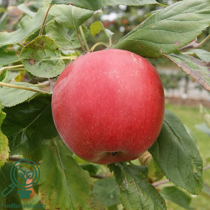Malus dom. ´Collina´