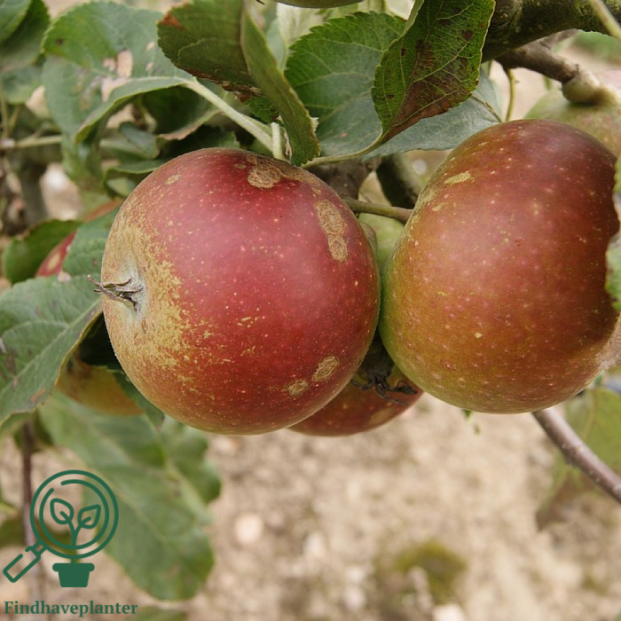 Malus dom. ´Rød Cox Orange´