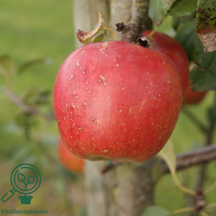 Malus dom. ´Rubinola´ Podet på M26
