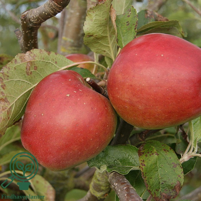 Malus dom. ´Scarlet O Hara´