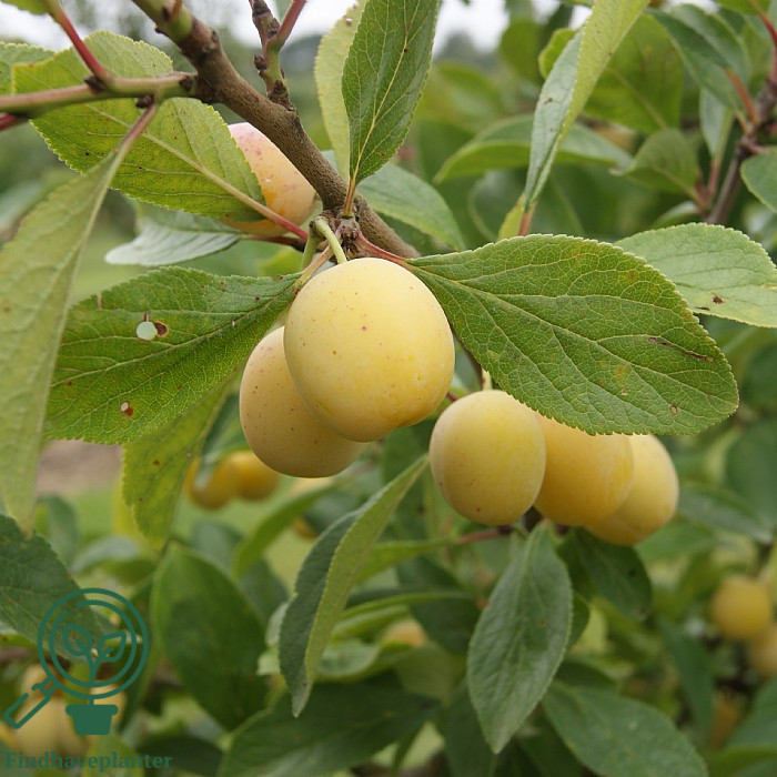 Prunus cer. ´Nancy Mirabelle´. Mirabelle, Kirsebærblomme