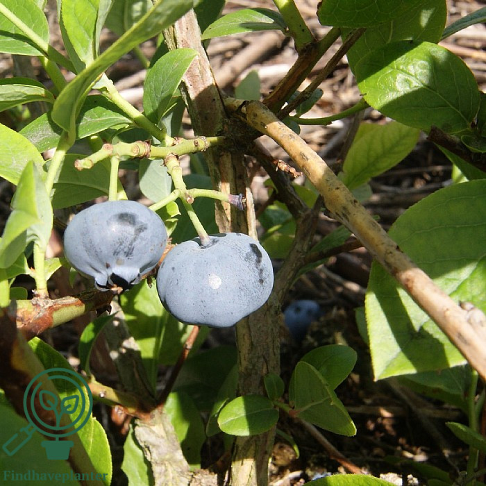 Vaccinium cor. ´Bluejay´ Amerikanske Blåbær