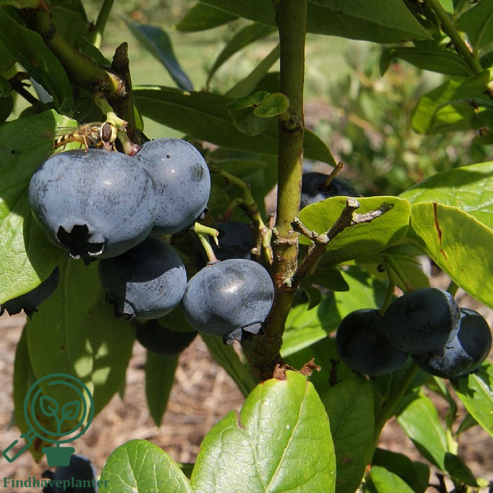 Vaccinium cor. ´Brigitta´. Amerikansk Blåbær